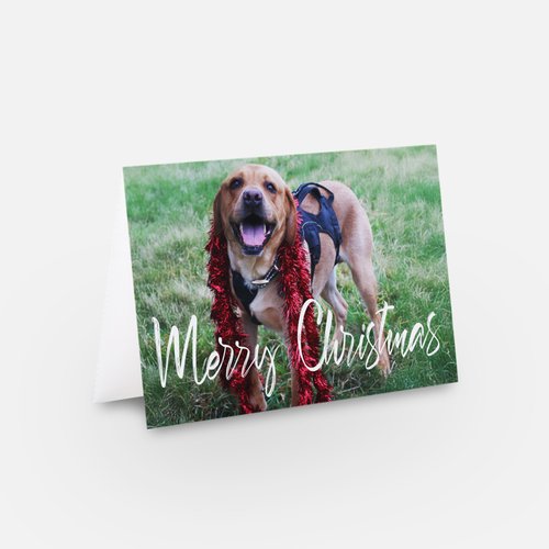 Christmas Cards